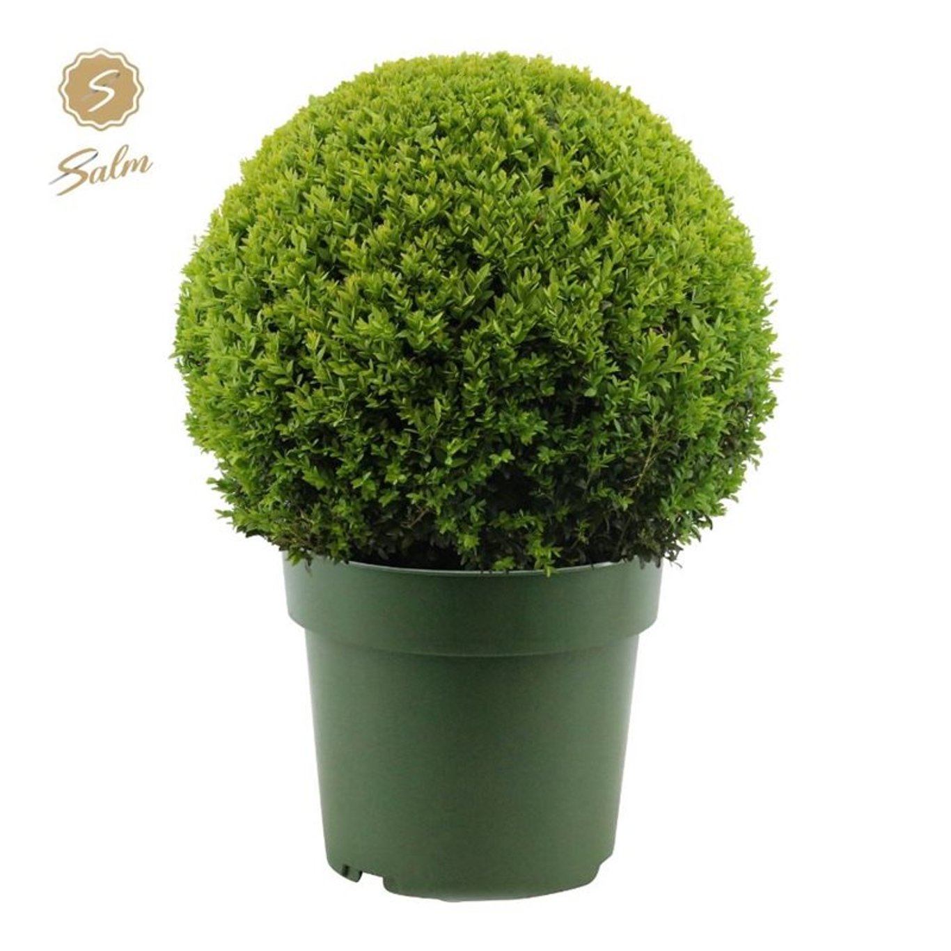 Buxus sempervirens - 50 CM Ball Cont.